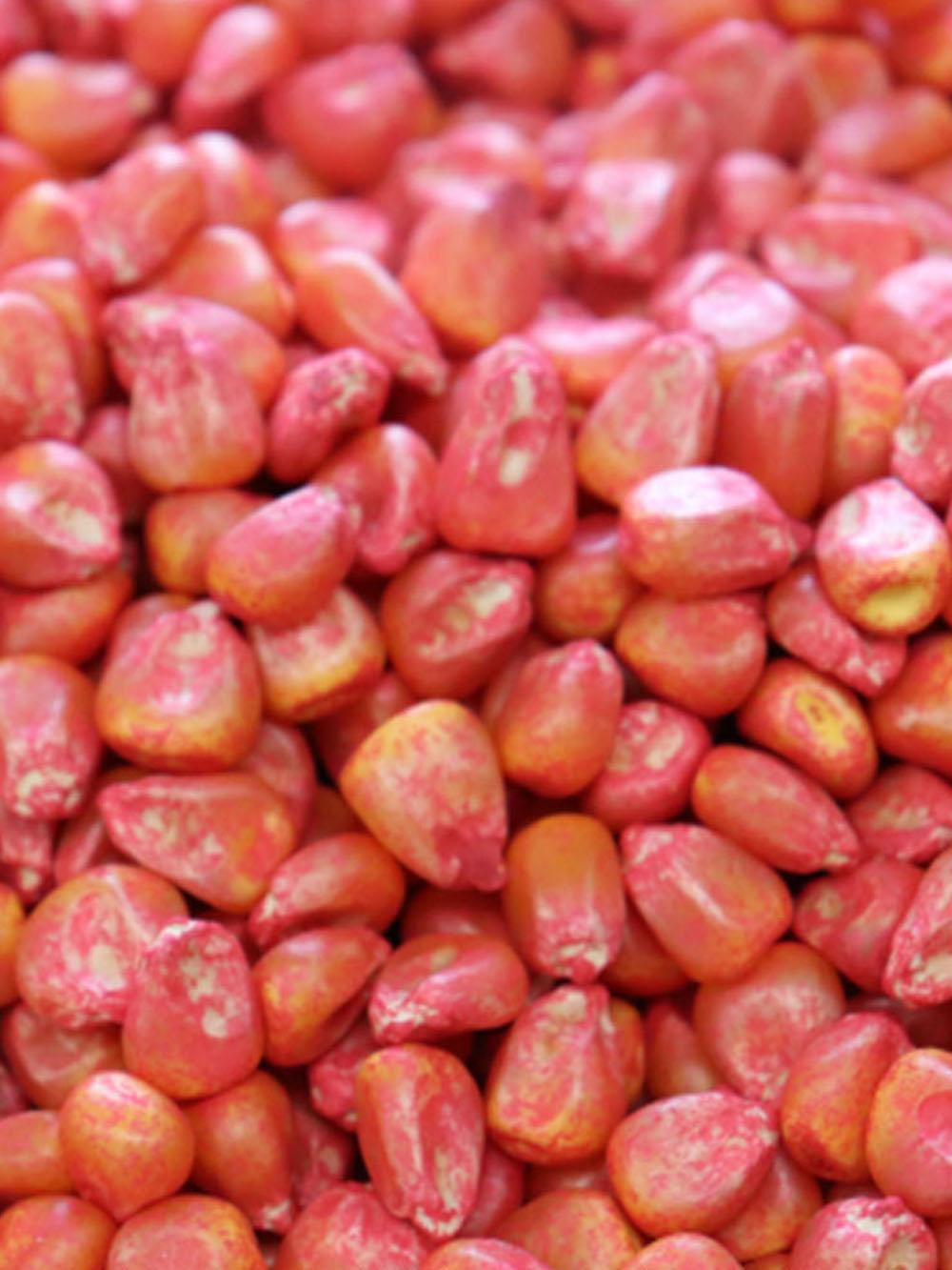 Deer Corn
